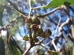 Eucalyptus johnstonii