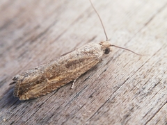 Bactra venosana