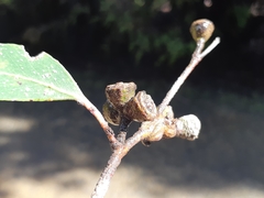 Eucalyptus johnstonii