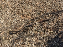Pseudonaja aspidorhyncha