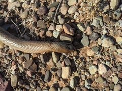 Pseudonaja aspidorhyncha