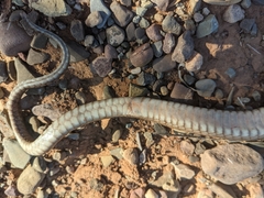 Pseudonaja aspidorhyncha