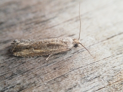 Bactra venosana