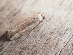 Bactra venosana