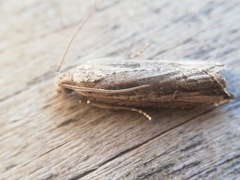 Bactra venosana
