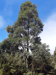Eucalyptus johnstonii