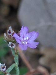 Limonium cancellatum