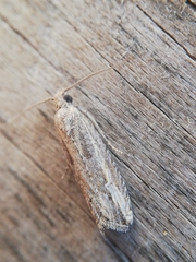Bactra venosana