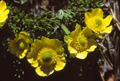 Ranunculus sericophyllus