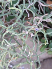Limonium cancellatum