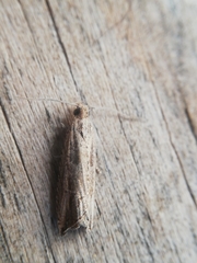 Bactra venosana