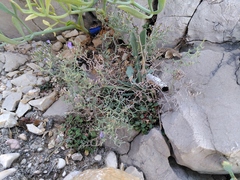 Limonium cancellatum