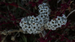 Heliotropium tubulosum