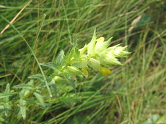 Rhinanthus serotinus aestivalis