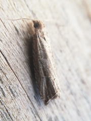 Bactra venosana