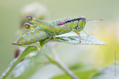 Odontopodisma decipiens