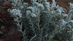Heliotropium tubulosum