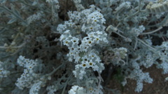 Heliotropium tubulosum