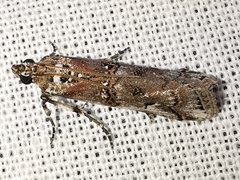 Pempelia palumbella