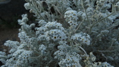 Heliotropium tubulosum