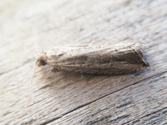 Bactra venosana