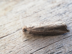 Bactra venosana