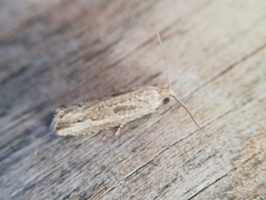 Bactra venosana