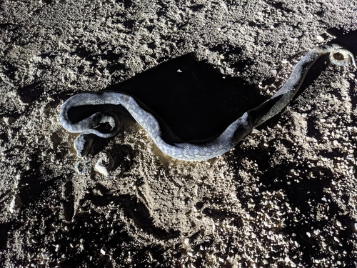Inland Carpet Python sighting