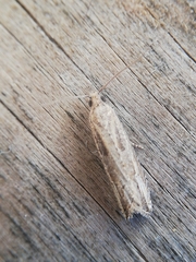 Bactra venosana