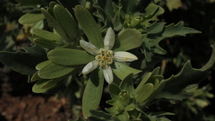 Kissenia capensis
