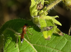 Agrothereutina