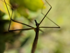 Apterobittacus apterus