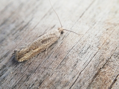 Bactra venosana
