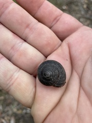 Pommerhelix mastersi