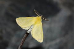 Leucoma flavosulphurea