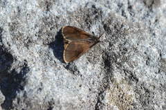 Orgyia flavolimbata