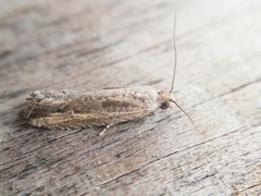 Bactra venosana