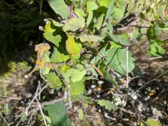 Apterobittacus apterus