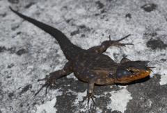 Ninurta coeruleopunctatus