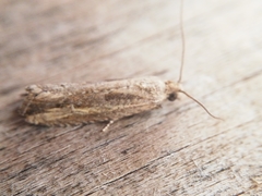 Bactra venosana