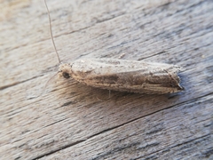 Bactra venosana