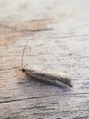 Bactra venosana