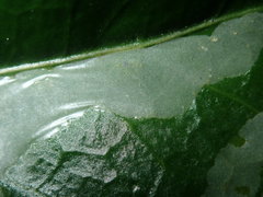 Tropicomyia polyphyta