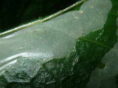 Tropicomyia polyphyta