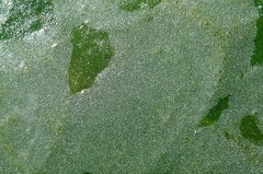 Tropicomyia polyphyta