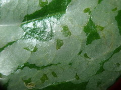 Tropicomyia polyphyta
