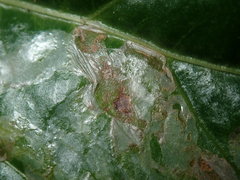 Tropicomyia polyphyta