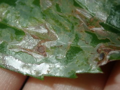 Tropicomyia polyphyta