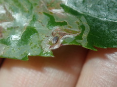 Tropicomyia polyphyta