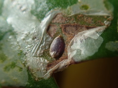 Tropicomyia polyphyta